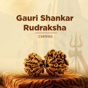 Original Siddh Gauri Shankar Rudraksha